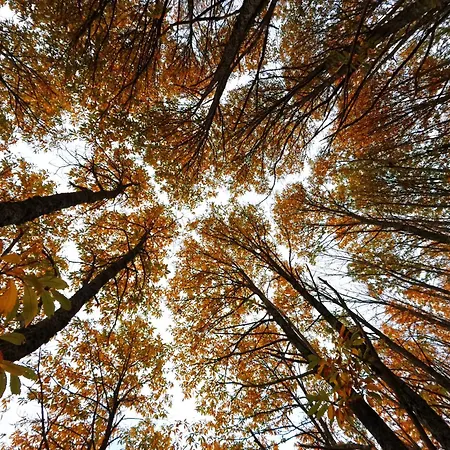 Casa Palacio Carvajal 컨트리하우스 Cabezabellosa