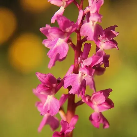 Casa Palacio Carvajal 컨트리하우스 Cabezabellosa