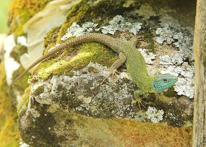 Casa Palacio Carvajal Séjour à la campagne Cabezabellosa