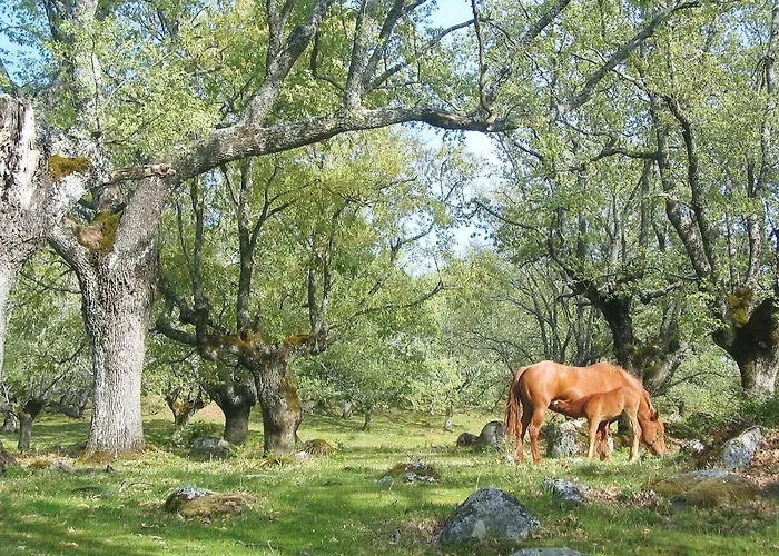 Casa Palacio Carvajal Cabezabellosa