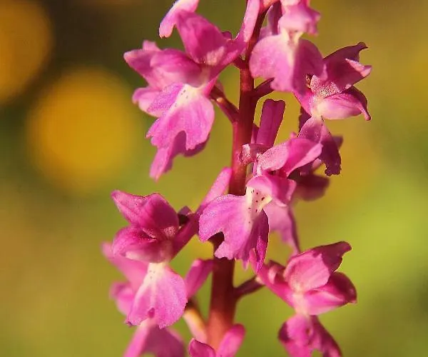 Casa Palacio Carvajal Séjour à la campagne Cabezabellosa