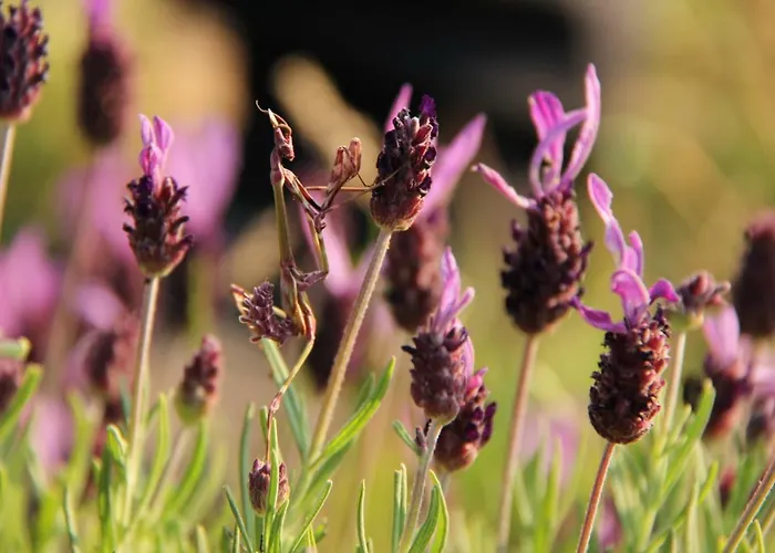 Casa Palacio Carvajal